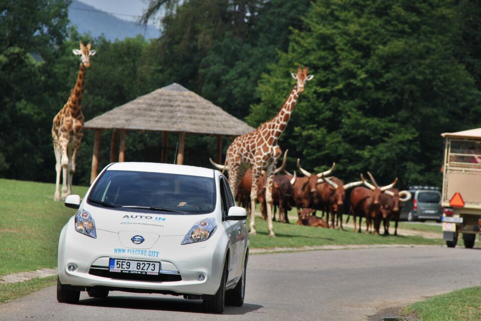 S Nissanem do Afriky o víkendu 26. - 27. srpna v ZOO Dvůr Králové / Foto zdroj: NISSAN